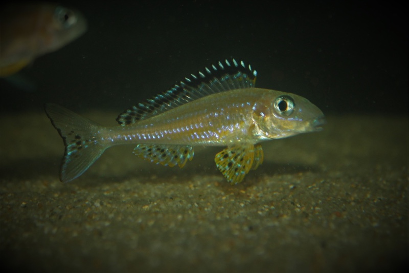 Xenotilapia papilio 'Tembwe (Deux)'